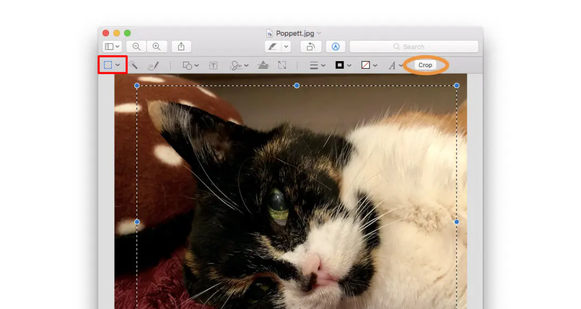 Crop A Picture In Mac With 3 Ways Previews Photos And Capcut