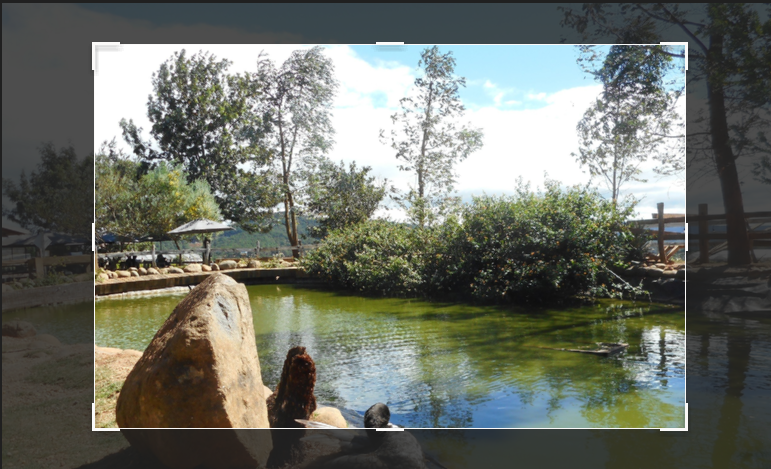 5 Best Picture Croppers to Perfect Your Image Size in 2024