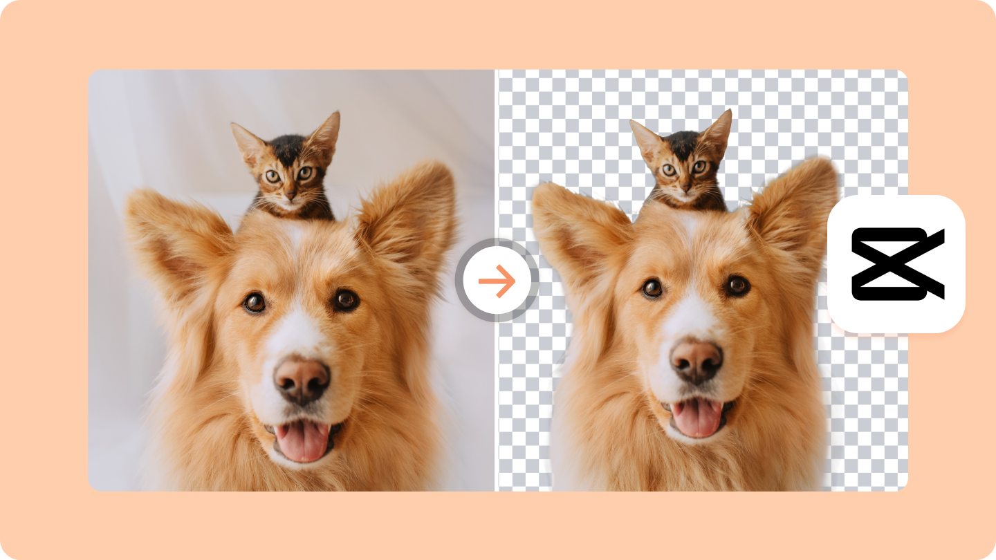 Effortless Ways to Get Rid of Unwanted Backgrounds in Photos