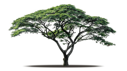 Portrait image of a tree on a transparent background