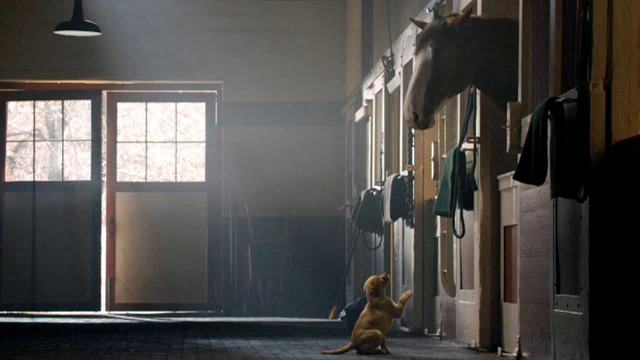 Budweiser: Puppy Love ad campaign - one of the top good advertisements to analyze